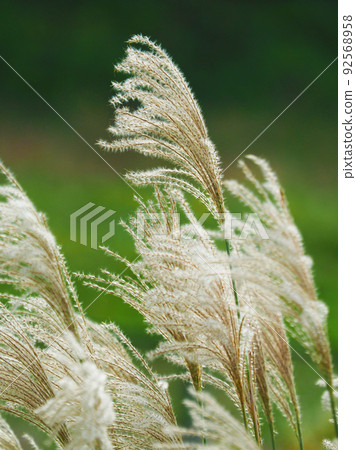 芒草(秋季形象和日本文化) 芒草(秋季形象和日本文化) 92568958