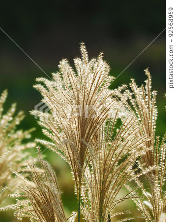 芒草（秋季形象和日本文化） 92568959