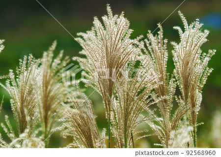 Miscanthus (for autumn image and Japanese culture) Miscanthus (for autumn image and Japanese culture) 92568960