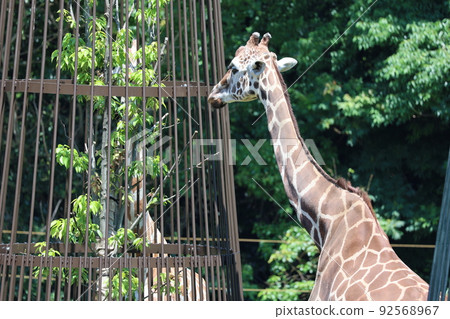 Giraffe at mealtime Giraffe at mealtime 92568967