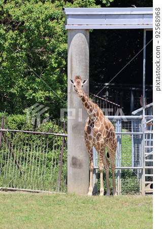 Giraffe fluttering in the sun Giraffe fluttering in the sun 92568968
