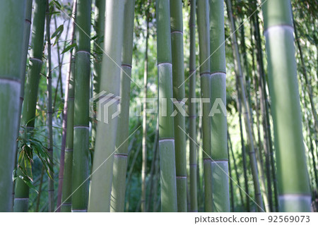 Natural green bamboo grove or forest wallpaper background Natural green bamboo grove or forest wallpaper background 92569073