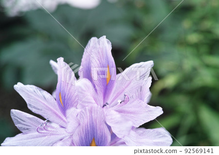 小花園形像水葫蘆花 小花園形像水葫蘆花 92569141