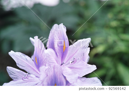 小花園形像水葫蘆花 92569142