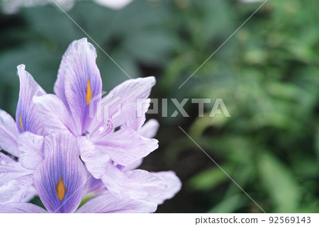 小花園形像水葫蘆花 92569143