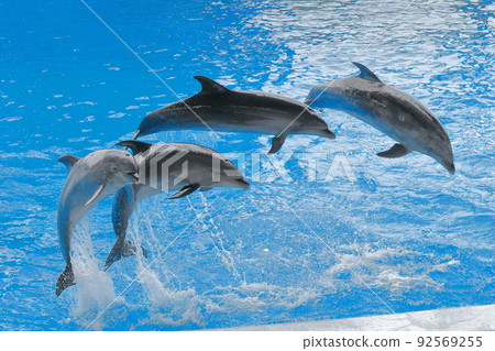 海豚跳 海豚跳 92569255