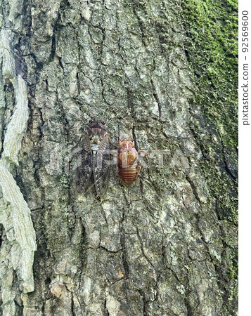 剛出殼的蟬 92569600