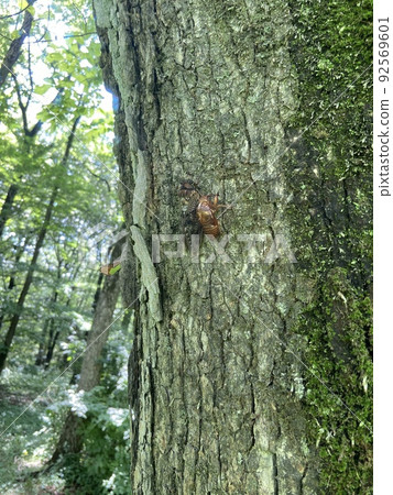 剛出殼的蟬 92569601