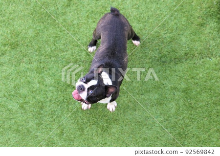 Yuzu no Sato A cute Boston Terrier Mighty looking up with a smile while having fun playing at a dog park in Moroyama Town, Saitama Prefecture ♡ Yuzu no Sato A cute Boston Terrier Mighty looking up with a smile while having fun playing at a dog park in Moroyama Town, Saitama Prefecture ♡ 92569842