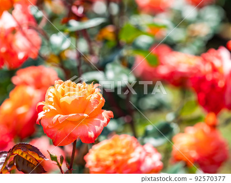 美麗的初夏風光,春天的玫瑰盛開,芬芳的美麗 美麗的初夏風光,春天的玫瑰盛開,芬芳的美麗 92570377