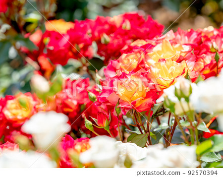Beautiful early summer scenery, spring roses in full bloom with scented beauty Beautiful early summer scenery, spring roses in full bloom with scented beauty 92570394
