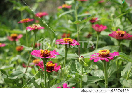 Bamboo grass 92570489