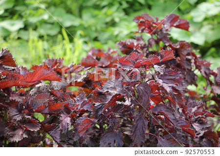 Cultivation of red shiso Cultivation of red shiso 92570553