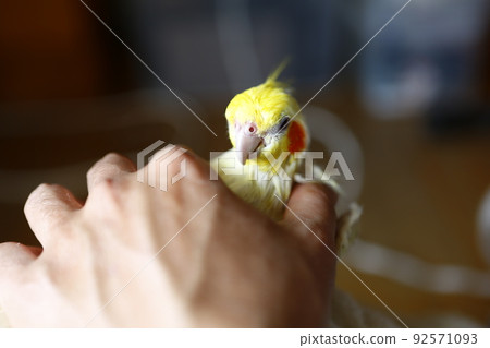 pet pet 92571093
