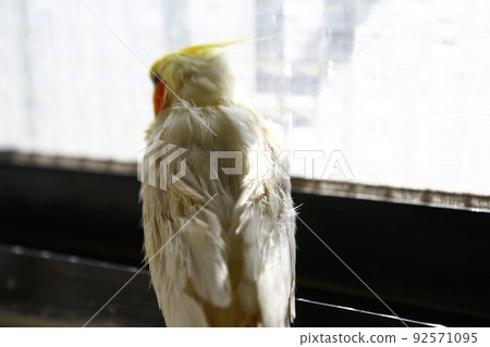 寵物 寵物 92571095