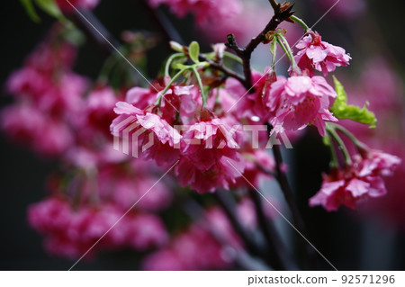 山櫻花 山櫻花 92571296