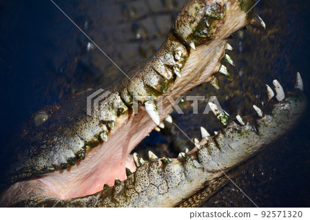 Oita Prefecture Hell Tour Crocodile Oita Prefecture Hell Tour Crocodile 92571320