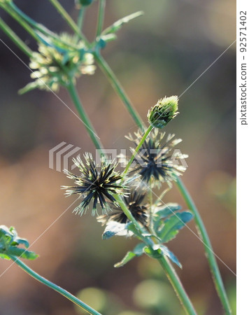 Kosendangusa (sticking insect) 92571402