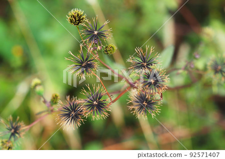 Kosendangusa(粘蟲) Kosendangusa(粘蟲) 92571407