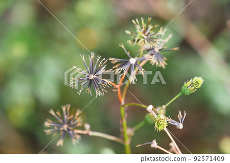 Kosendangusa(粘蟲) Kosendangusa(粘蟲) 92571409