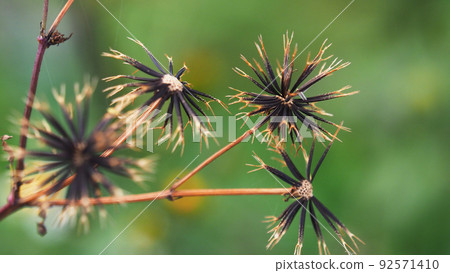 Kosendangusa(粘蟲) Kosendangusa(粘蟲) 92571410