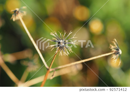 Kosendangusa(粘蟲) Kosendangusa(粘蟲) 92571412