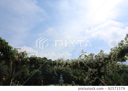 Kawazu Bagatelle公園的玫瑰 92571579