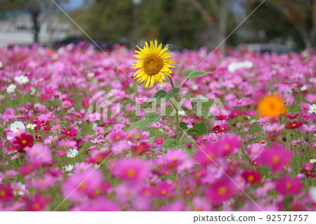 A single sunflower flower that blooms dignifiedly in a cosmos field in full bloom 92571757