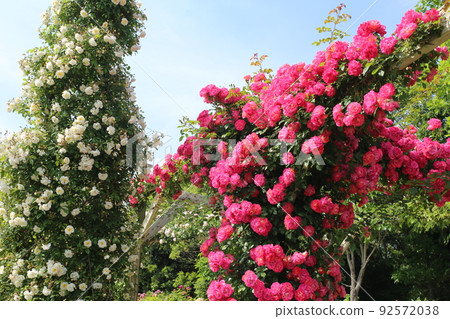 Roses in Bagatelle Park 92572038