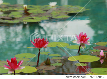 Water lily 92572042