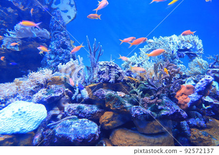 Sunshine Aquarium Coral reefs and colorful fish 92572137