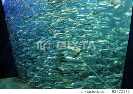 陽光水族館成群結隊的沙丁魚 陽光水族館成群結隊的沙丁魚 92572171