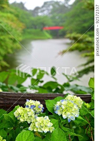 Historic site Hirosaki Castle Hydrangea and Sugi Ohashi 92572337