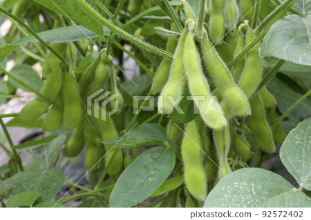 Edamame 92572402