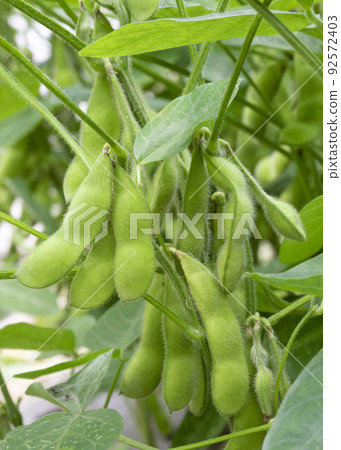 Edamame 92572403