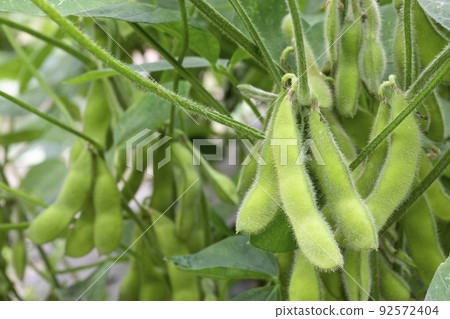 毛豆 毛豆 92572404