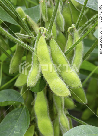 毛豆 92572406