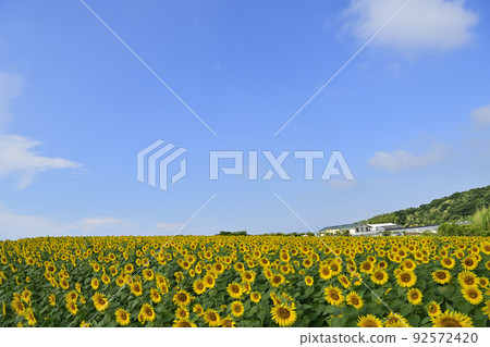 Sunflower field Sunflower field 92572420