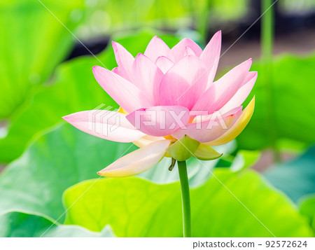 Beautiful flowers in early summer, gorgeous and beautiful lotus flowers 92572624