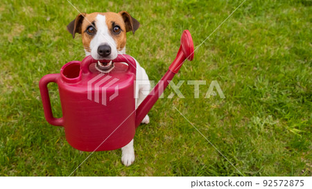 Dog Jack Russell Terrier stands on the lawn and holds a watering can 92572875