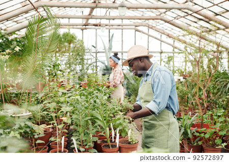 Young Black man and his colleague spending ordinary workday in greenhouse taking care of various plants 92572897