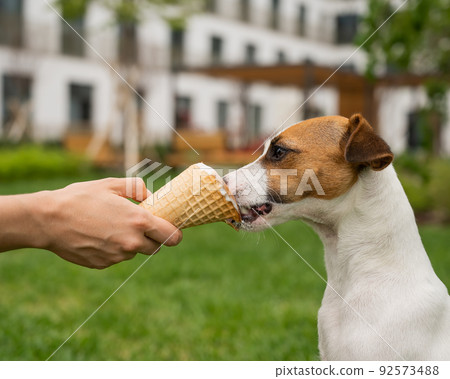 Woman feeding jack russell terrier dog with ice cream cone on hot summer day. Woman feeding jack russell terrier dog with ice cream cone on hot summer day. 92573488