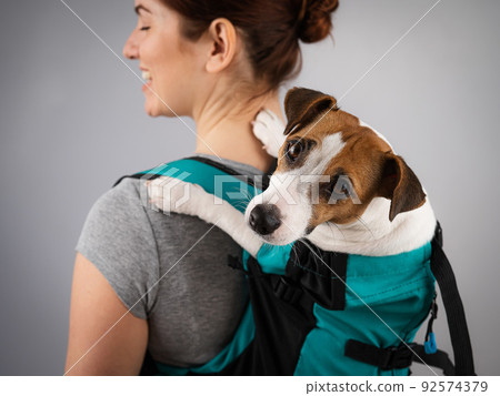 Caucasian woman carries jack russell terrier dog in her backpack. Caucasian woman carries jack russell terrier dog in her backpack. 92574379
