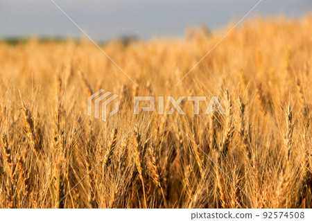 Wheat field that grew in golden color Wheat field that grew in golden color 92574508