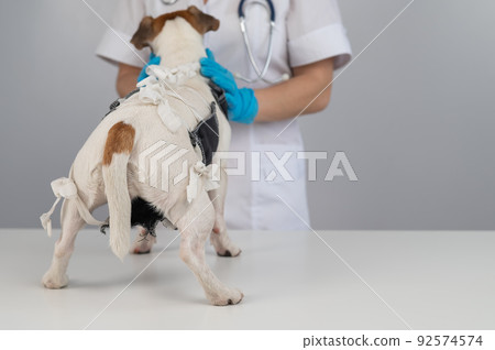 A doctor puts a blanket on a Jack Russell Terrier dog after a surgical operation. 92574574