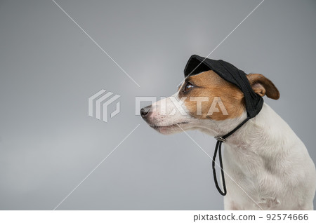 Dog jack russell terrier in a black cap on a white background. Dog jack russell terrier in a black cap on a white background. 92574666