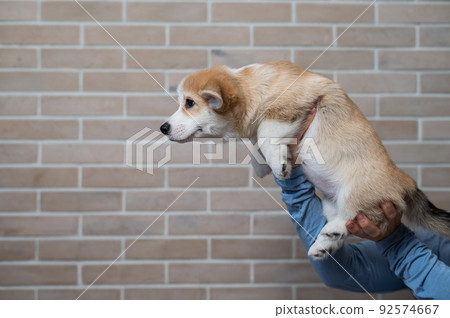 A woman holds a welsh corgi puppy against a brick wall. A woman holds a welsh corgi puppy against a brick wall. 92574667