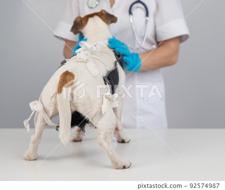 A doctor puts a blanket on a Jack Russell Terrier dog after a surgical operation. A doctor puts a blanket on a Jack Russell Terrier dog after a surgical operation. 92574987