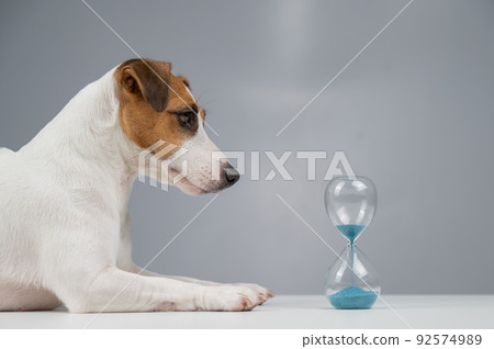 Jack Russell Terrier dog lies next to an hourglass on a gray background. Jack Russell Terrier dog lies next to an hourglass on a gray background. 92574989
