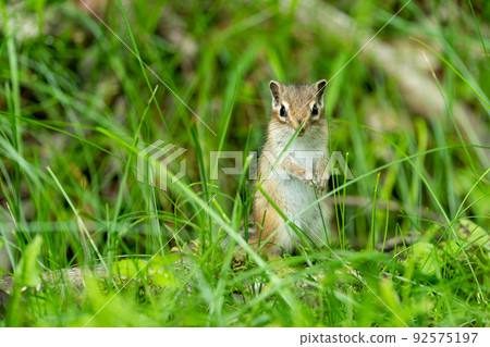 Ezo chipmunk standing in weeds 92575197